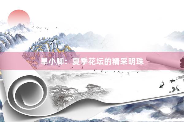 旱小脚：夏季花坛的精采明珠